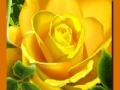 Тоглоом Yellow Roses