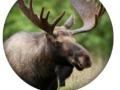 Тоглоом Animal Quiz 