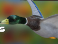 Тоглоом Duck Hunter Autumn forest 