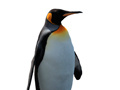 Тоглоом Penguin Painting: Coloring For Kids
