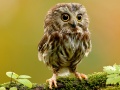Тоглоом Animal Hidden Stars