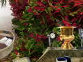 Тоглоом The Prize Winning Garden