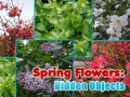 Тоглоом Spring Flowers: Hidden Objects