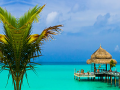 Тоглоом Tropical Paradise