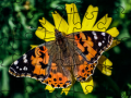 Тоглоом Jigsaw Puzzle: Spring