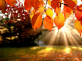Тоглоом Jigsaw Puzzle: Autumn