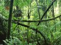 Тоглоом Jigsaw puzzle: Rainforest