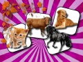 Тоглоом Domestic Animal Memory Challenge