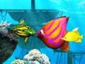 Тоглоом Big Fish Eat Small Fish
