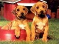 Тоглоом Puppy Pairs Puzzle