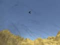 Тоглоом Toucan Shooter