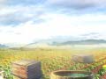 Тоглоом Farm Treasure