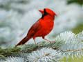 Тоглоом Birds Puzzle