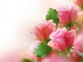 Тоглоом Pink Roses