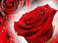 Тоглоом Red Roses