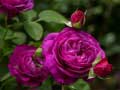 Тоглоом Purple Roses