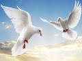 Тоглоом Flying Birds