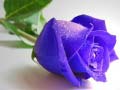 Тоглоом Blue Roses