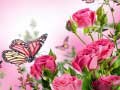 Тоглоом Butterflies Puzzle