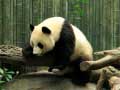 Тоглоом Pandas Puzzle