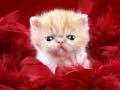 Тоглоом Funny Kitty