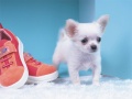 Тоглоом Lovely Puppy Puzzle