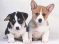 Тоглоом Cute Puppies Puzzle