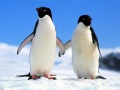 Тоглоом Penguin Puzzle