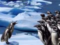 Тоглоом Penguins Slide