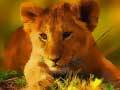 Тоглоом Wild Baby Animals Jigsaw