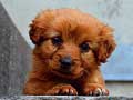 Тоглоом Puppy Puzzle