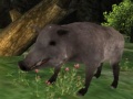 Тоглоом Wild boar Hunting