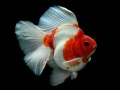 Тоглоом Gold Fish Jigsaw Puzzle