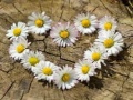 Тоглоом Daisy Heart Jigsaw