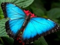 Тоглоом Nature Jigsaw Puzzle Butterfly