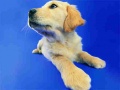 Тоглоом Funny Cats And Dogs Jigsaw Puzzle
