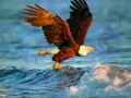 Тоглоом Animals Jigsaw Puzzle Eagle