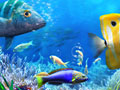 Тоглоом Let's Fish