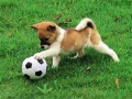 Тоглоом Playful Puppy Outdoor Puzzle