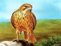 Тоглоом Birds of Prey Slide