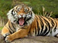 Тоглоом Animals Jigsaw Puzzle Tiger