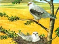 Тоглоом Birds Of Prey Puzzle