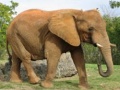 Тоглоом Animals Jigsaw Puzzle - Elephants