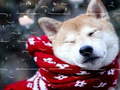 Тоглоом Winter Pets Puzzle
