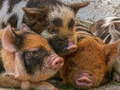 Тоглоом Piglet Piggy Jigsaw
