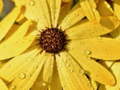 Тоглоом Flower Petals Raindrop Jigsaw