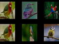 Тоглоом Memorize the birds