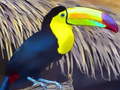 Тоглоом Toucan Bird Jigsaw