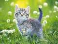 Тоглоом Kittens Jigsaw