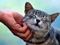 Тоглоом Tickling Cat